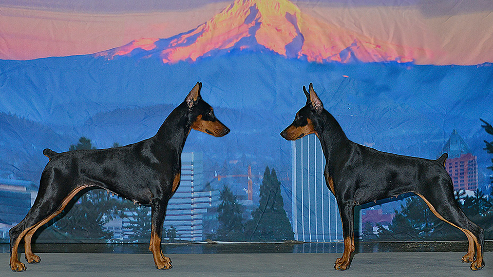 Sherluck dobermans sale